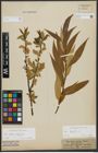 Foto von Salix alba L. x Salix fragilis L.